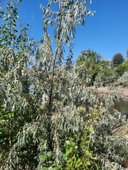Elaeagnus angustifolia