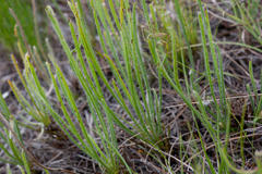 Protea scorzonerifolia