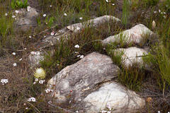 Protea scorzonerifolia