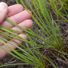 Protea scorzonerifolia