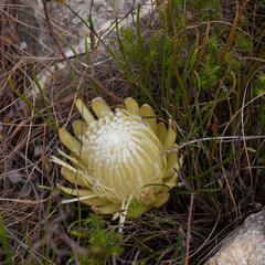 Protea scorzonerifolia