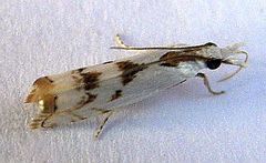 Microcrambus copelandi