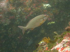 Chirodactylus brachydactylus