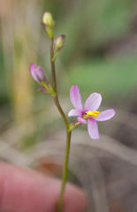 Ixia scillaris scillaris
