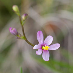 Ixia scillaris scillaris