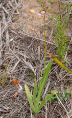 Ixia scillaris scillaris