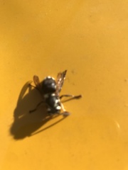 Dolichovespula maculata