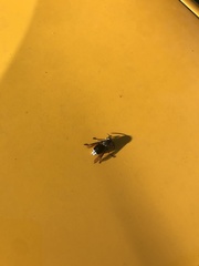 Dolichovespula maculata