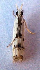 Microcrambus copelandi
