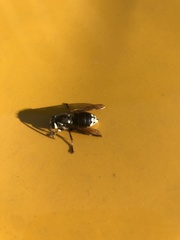 Dolichovespula maculata