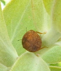 Steganocerus multipunctatus