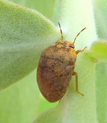 Steganocerus multipunctatus