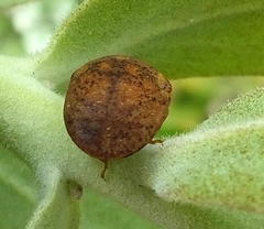 Steganocerus multipunctatus