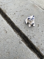 Monomorium ergatogyna