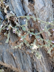 Kickxia lanigera