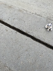 Monomorium ergatogyna