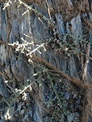 Kickxia lanigera