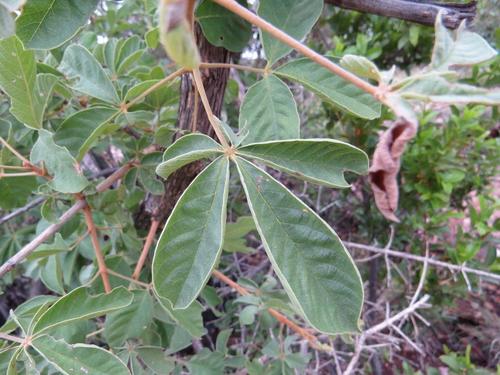 Vitex pooara