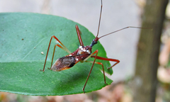 Epidaus famulus