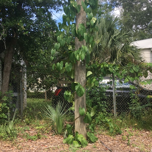Dioscorea alata image
