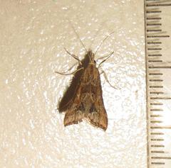 Diasemia monostigma
