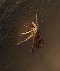 Diasemia monostigma