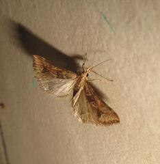 Diasemia monostigma