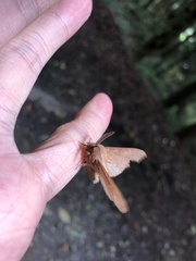 Dendrolimus punctata