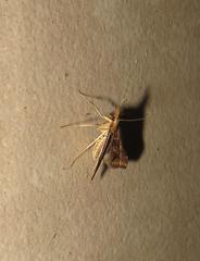 Diasemia monostigma