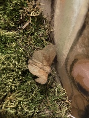 Dendrolimus punctata