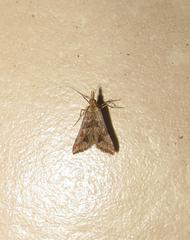 Diasemia monostigma