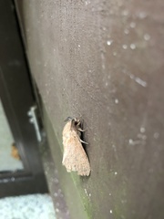 Dendrolimus punctata