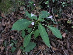 Impatiens devolii