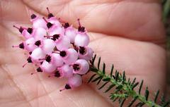 Erica racemosa racemosa