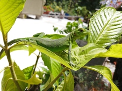 Ctenosaura pectinata