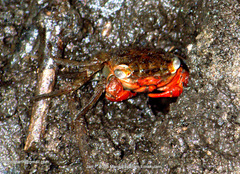 Brachyura