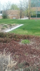 Sturnus vulgaris