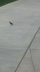 Sturnus vulgaris
