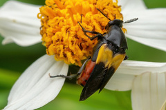 Macrosiagon flavipennis