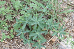 Euphorbia fragifera
