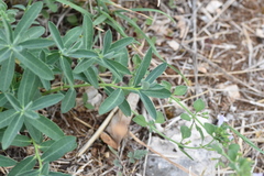 Euphorbia fragifera