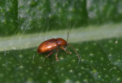 Neocrepidodera transversa