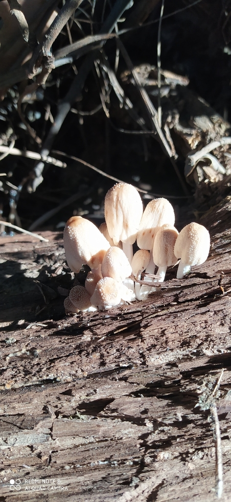 Coprinellus micaceus · April 2021 · photo: © seba_fornes (iNaturalist, cc-by)