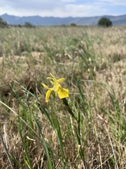 Moraea neglecta