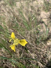 Moraea neglecta