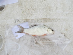 Carpiodes cyprinus
