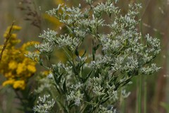 Eupatorium altissimum