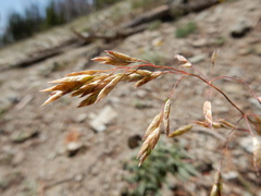 Poa wheeleri