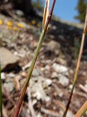 Poa wheeleri