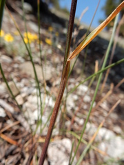 Poa wheeleri